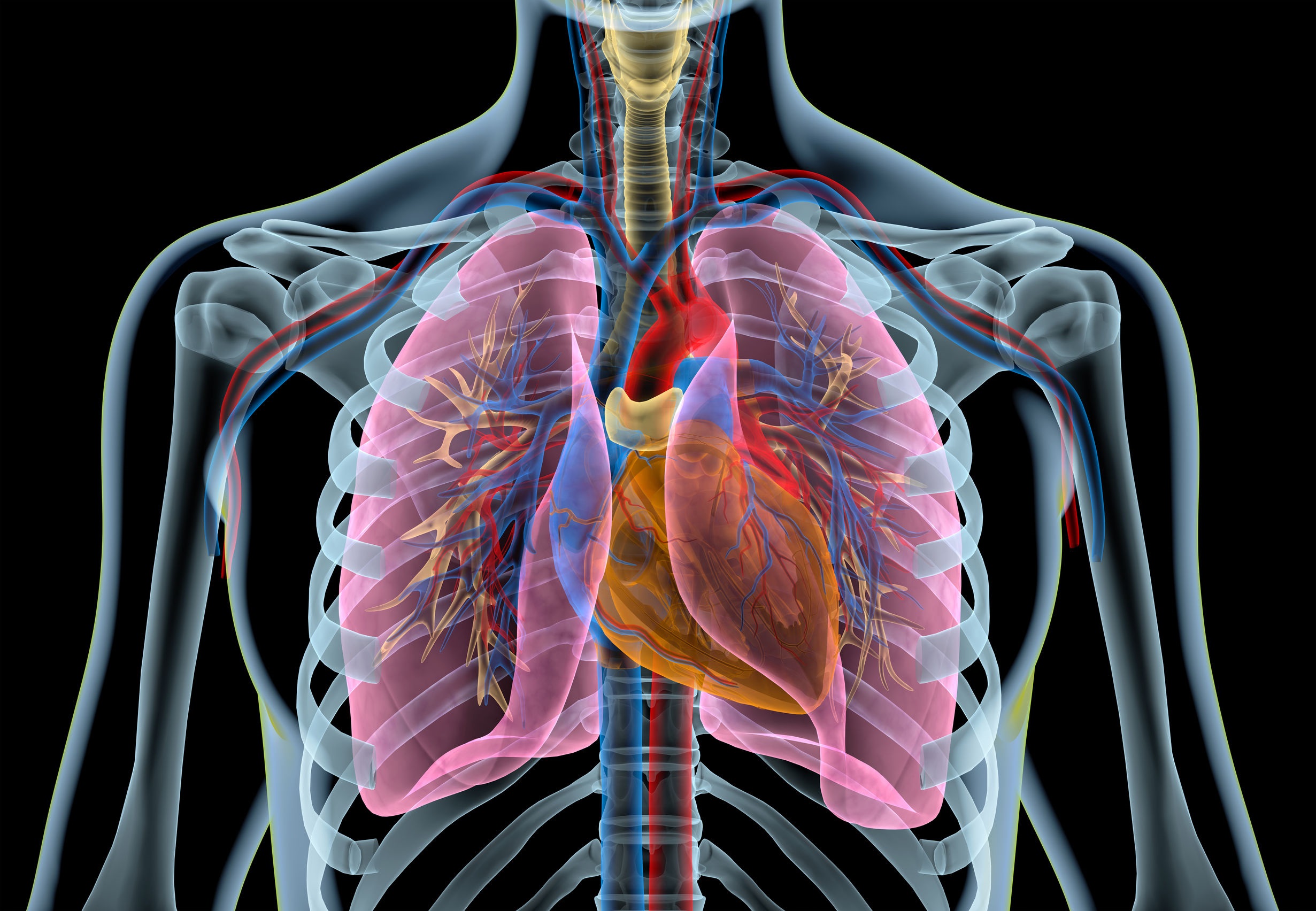 Organi Interni Umani Sistema Respiratorio Polmoni Anatomia - Gambaran