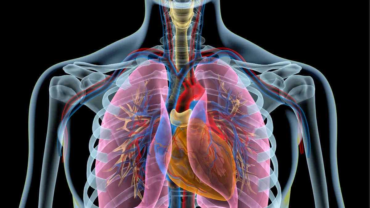 Heart And Lung Anatomy   Heart And Lungs2 