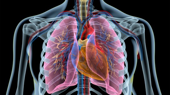 Das Herz & die Lungen: Wie hängt das zusammen?