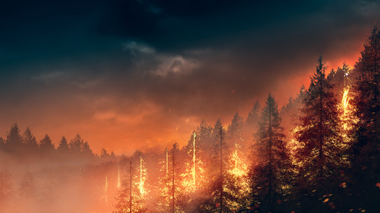 Wie haben sich die jüngsten weltweiten Waldbrände auf die Atemwegsgesundheit ausgewirkt?