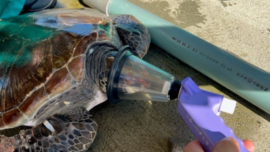 Se mantiene la investigación con tecnología de PFP de ndd para el estudio de tortugas en peligro de...