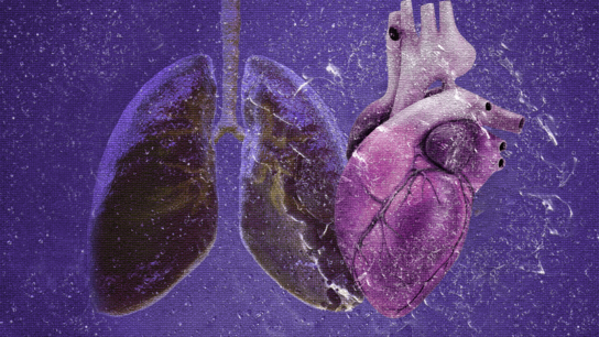 El funcionamiento conjunto del corazón y los pulmones
