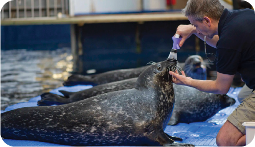 spirometry on sea mammals